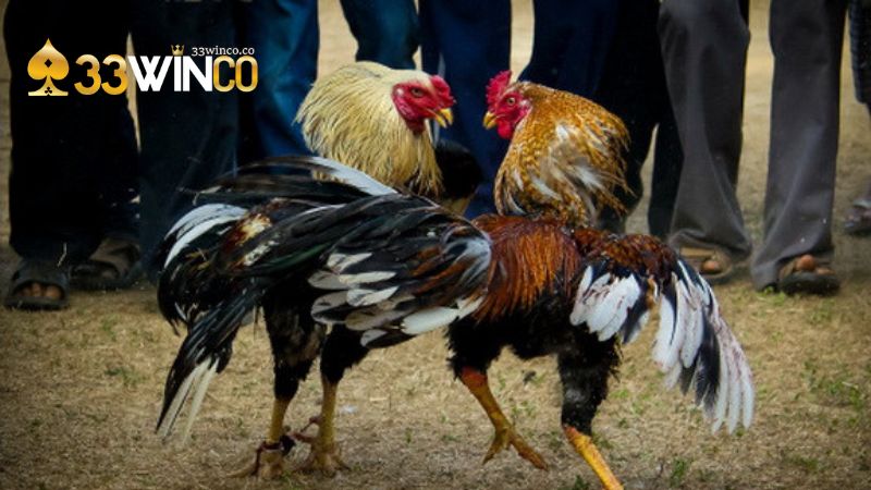 Giới thiệu đá gà 33WinGiới thiệu đá gà 33Win